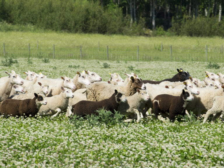 norrbygard-06-768x576
